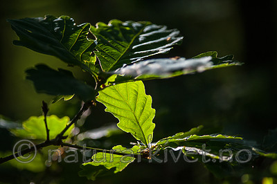 BB 12 0419 / Quercus petraea / Vintereik